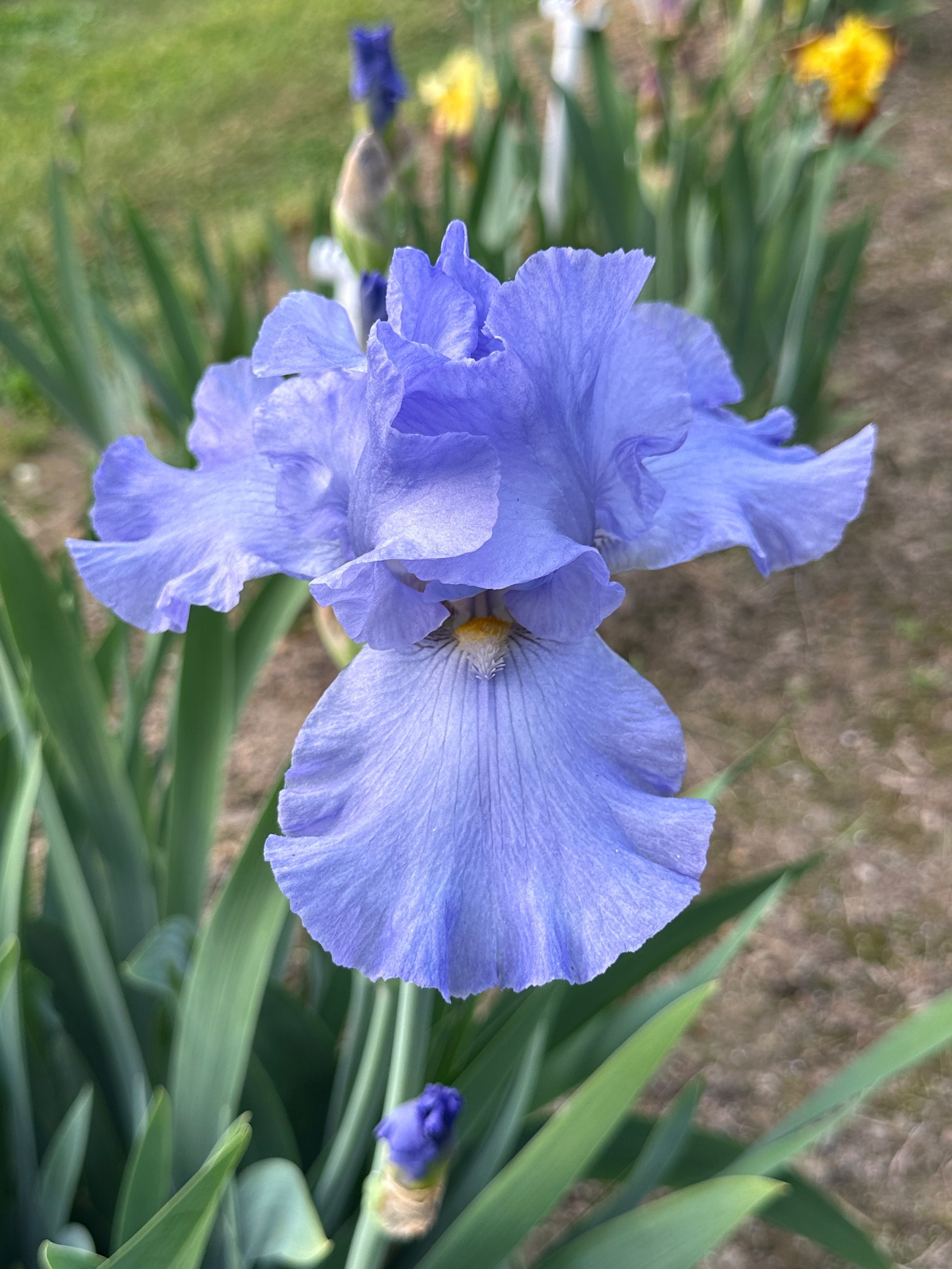 The flower Sapphire Hills - Tall Bearded Iris (TB)