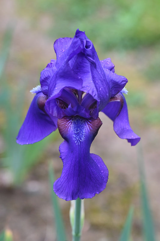 The flower Father Rigney - Tall Bearded Iris (TB)