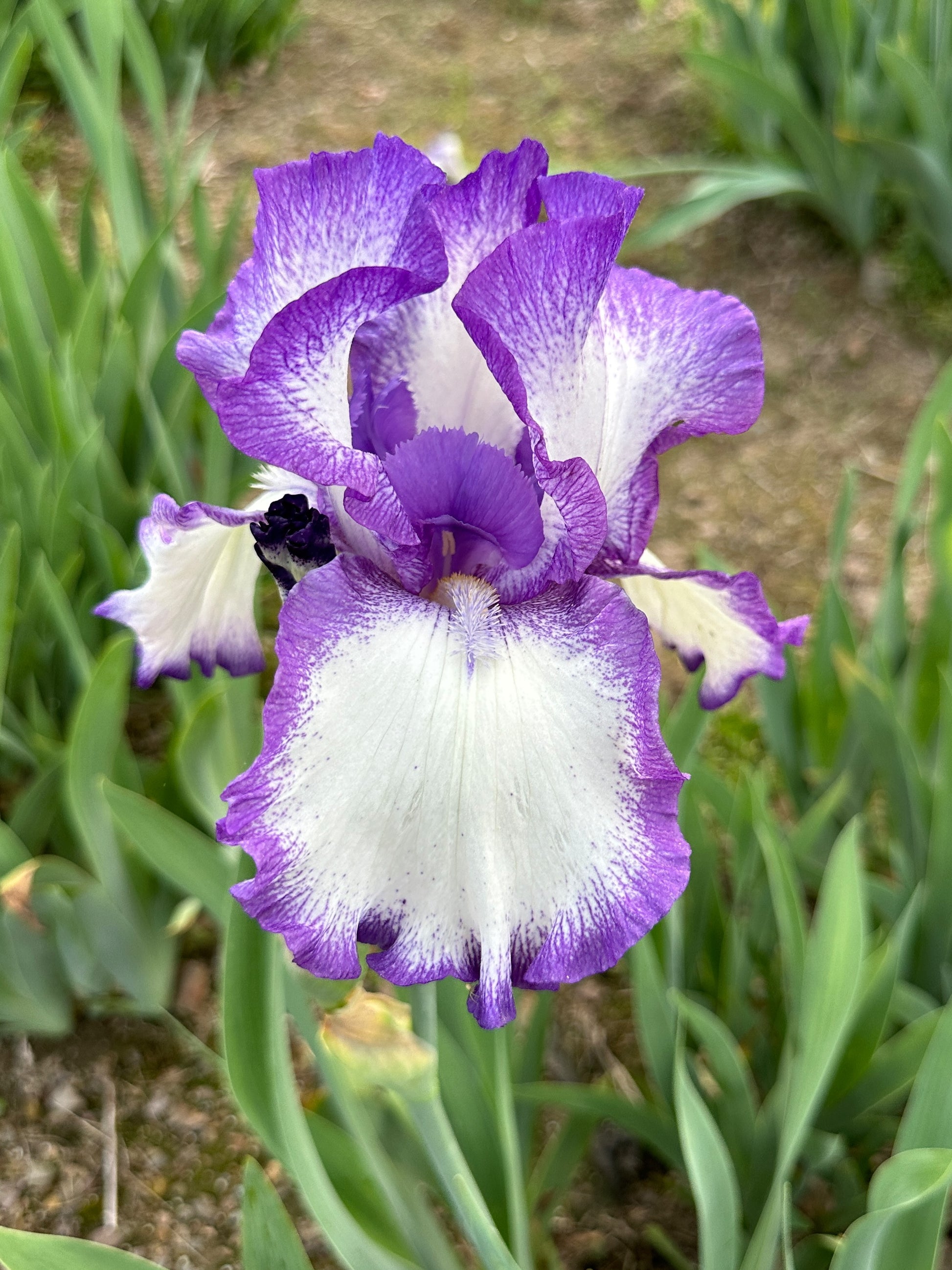 The flower Jolie - Tall Bearded Iris (TB)