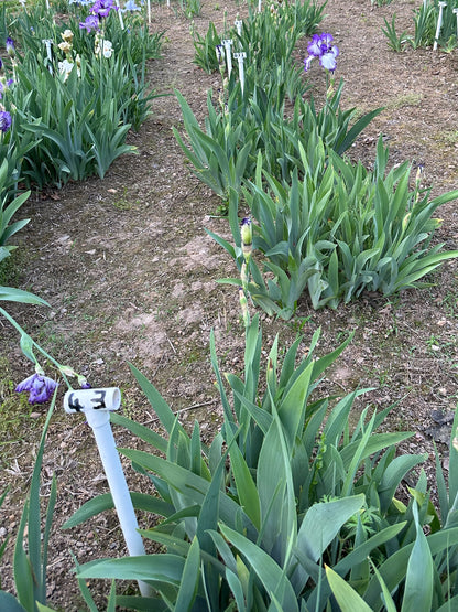 The flower Jolie - Tall Bearded Iris (TB)