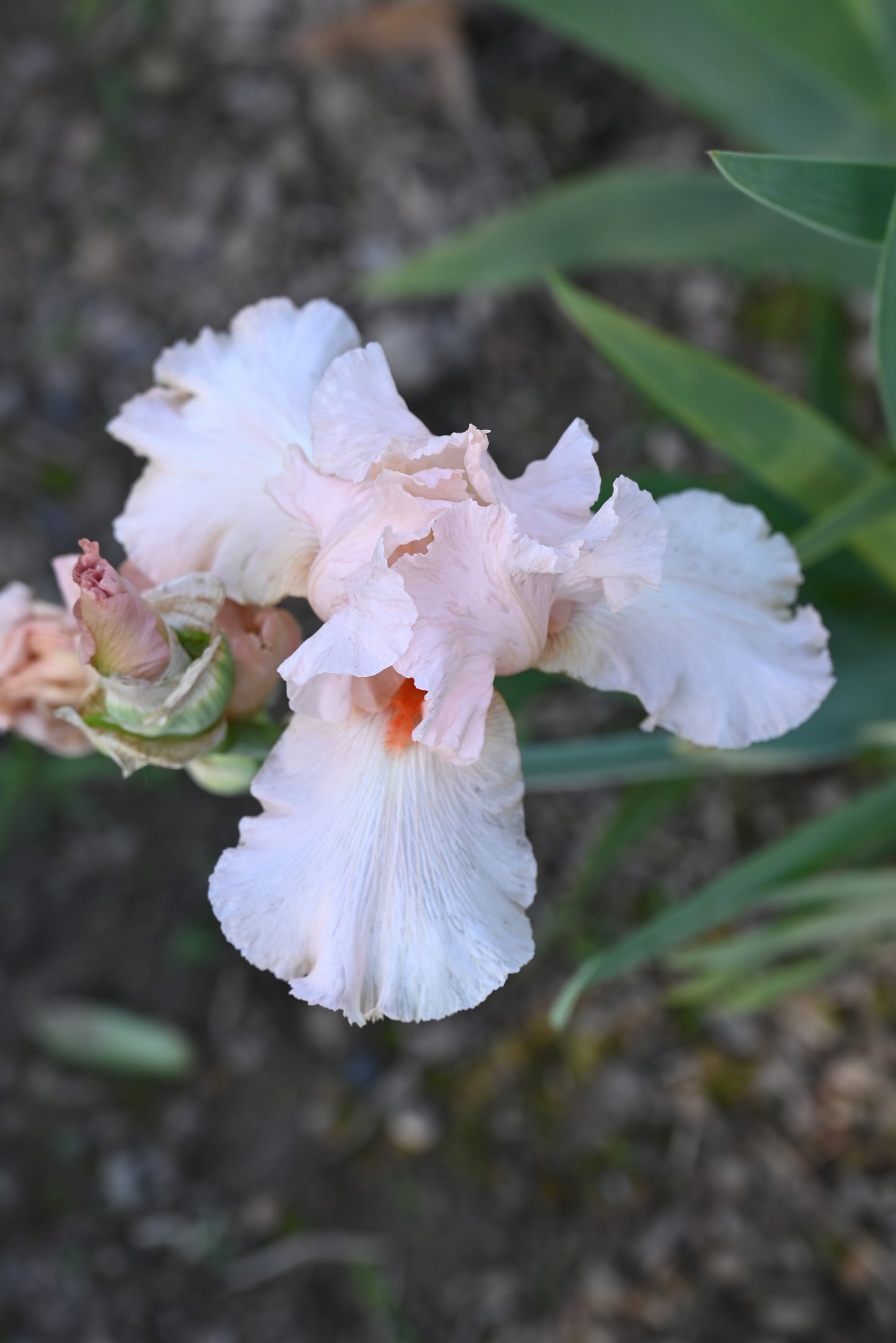 The flower Lilting Melody - Tall Bearded Iris (TB)