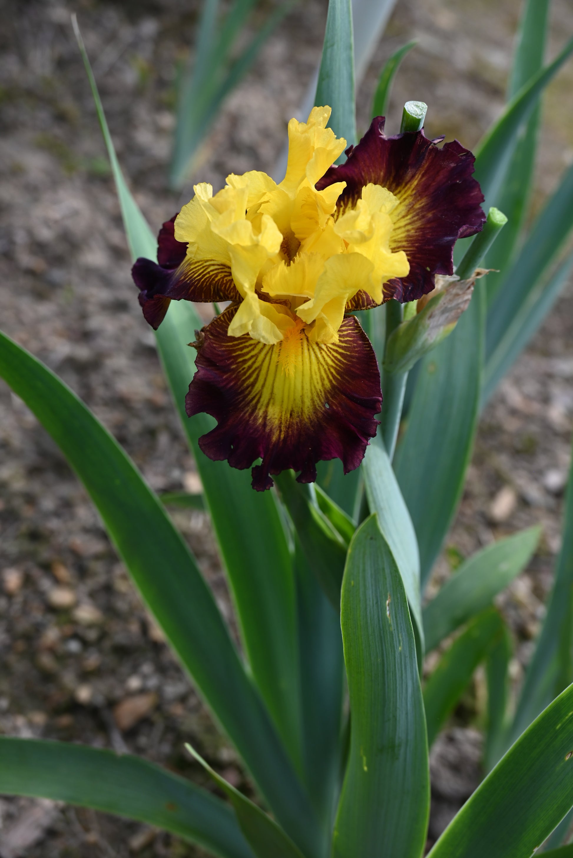 The flower Snapshot - Tall Bearded Iris (TB)