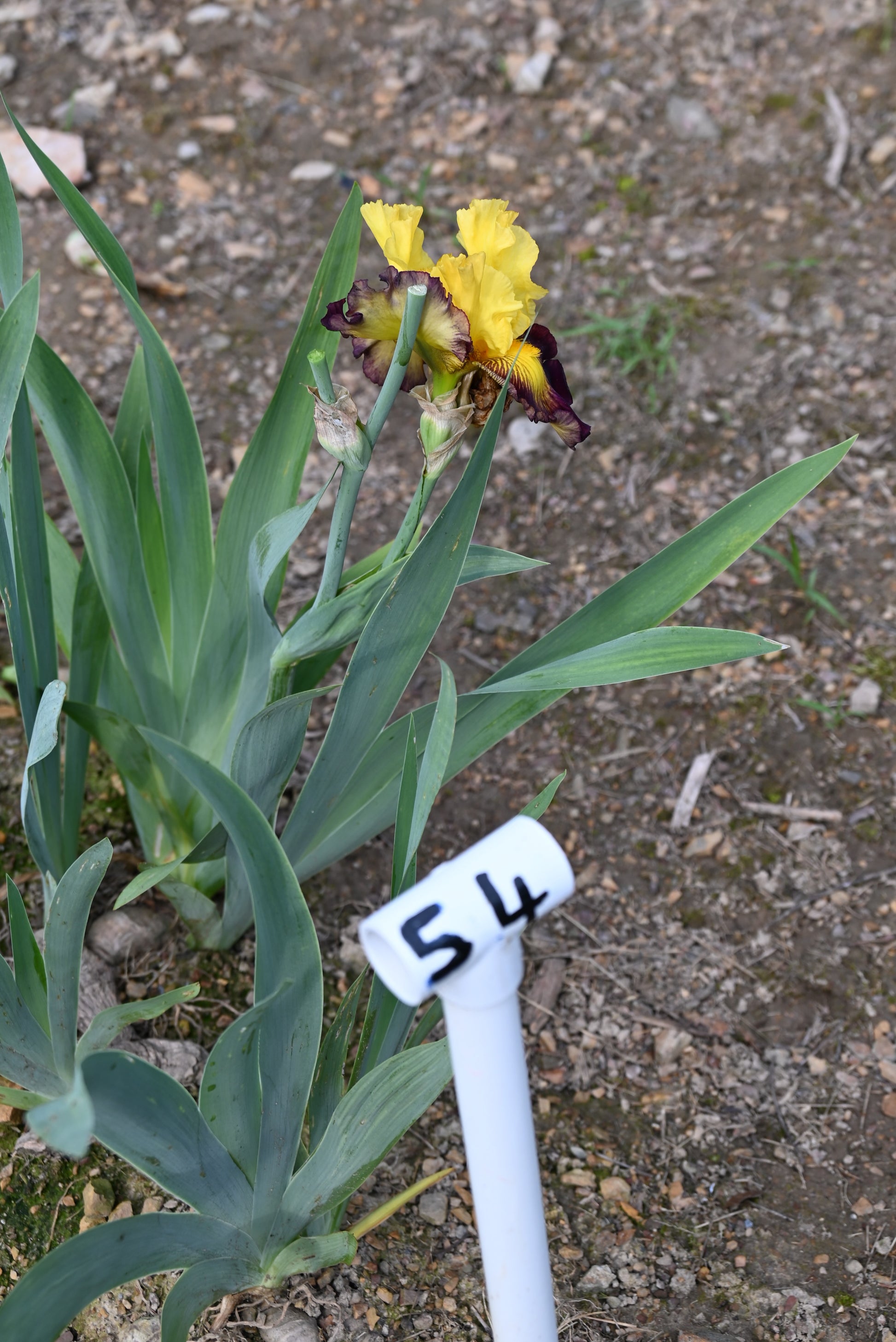 The flower Snapshot - Tall Bearded Iris (TB)