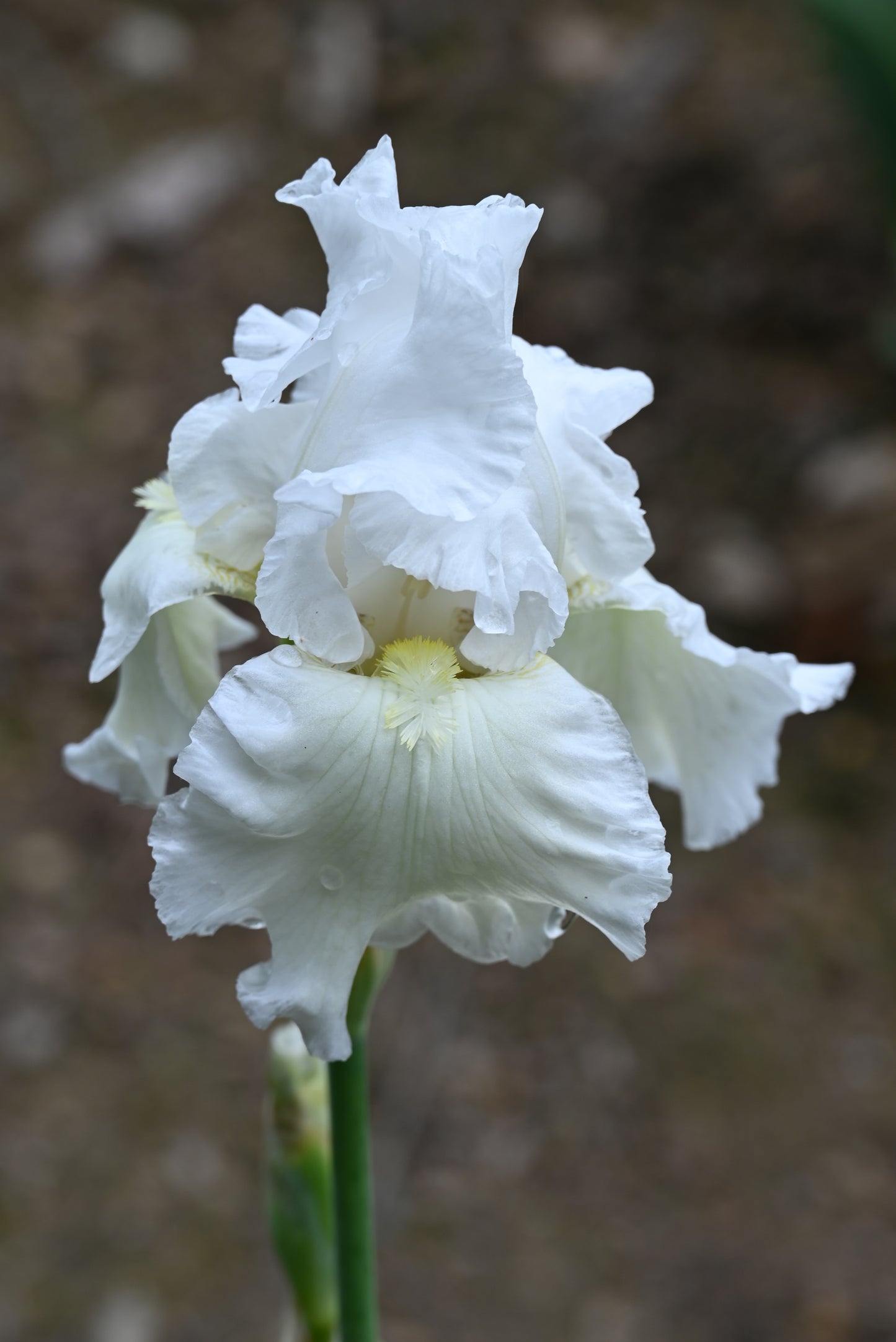 The flower Ermine Robe - Tall Bearded Iris (TB)