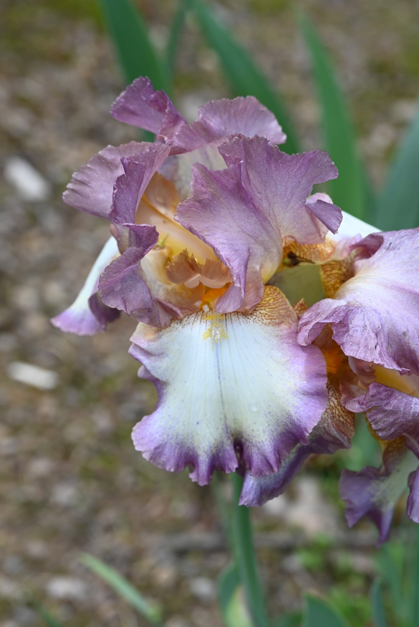 The flower Smoke Rings - Tall Bearded Iris (TB)