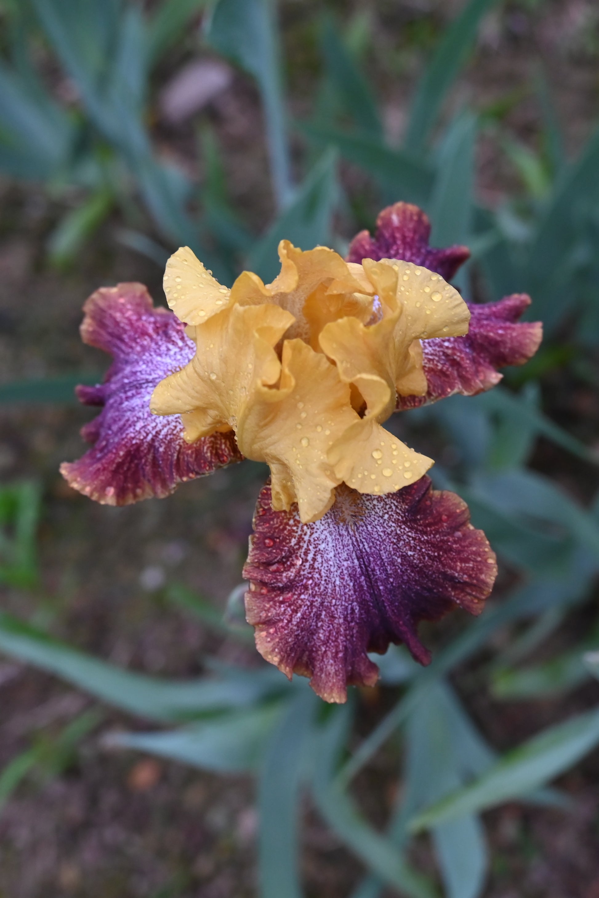 The flower Caramba - Tall Bearded Iris (TB)