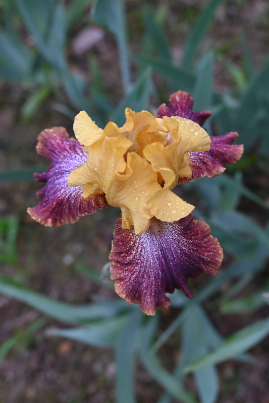 The flower Caramba - Tall Bearded Iris (TB)