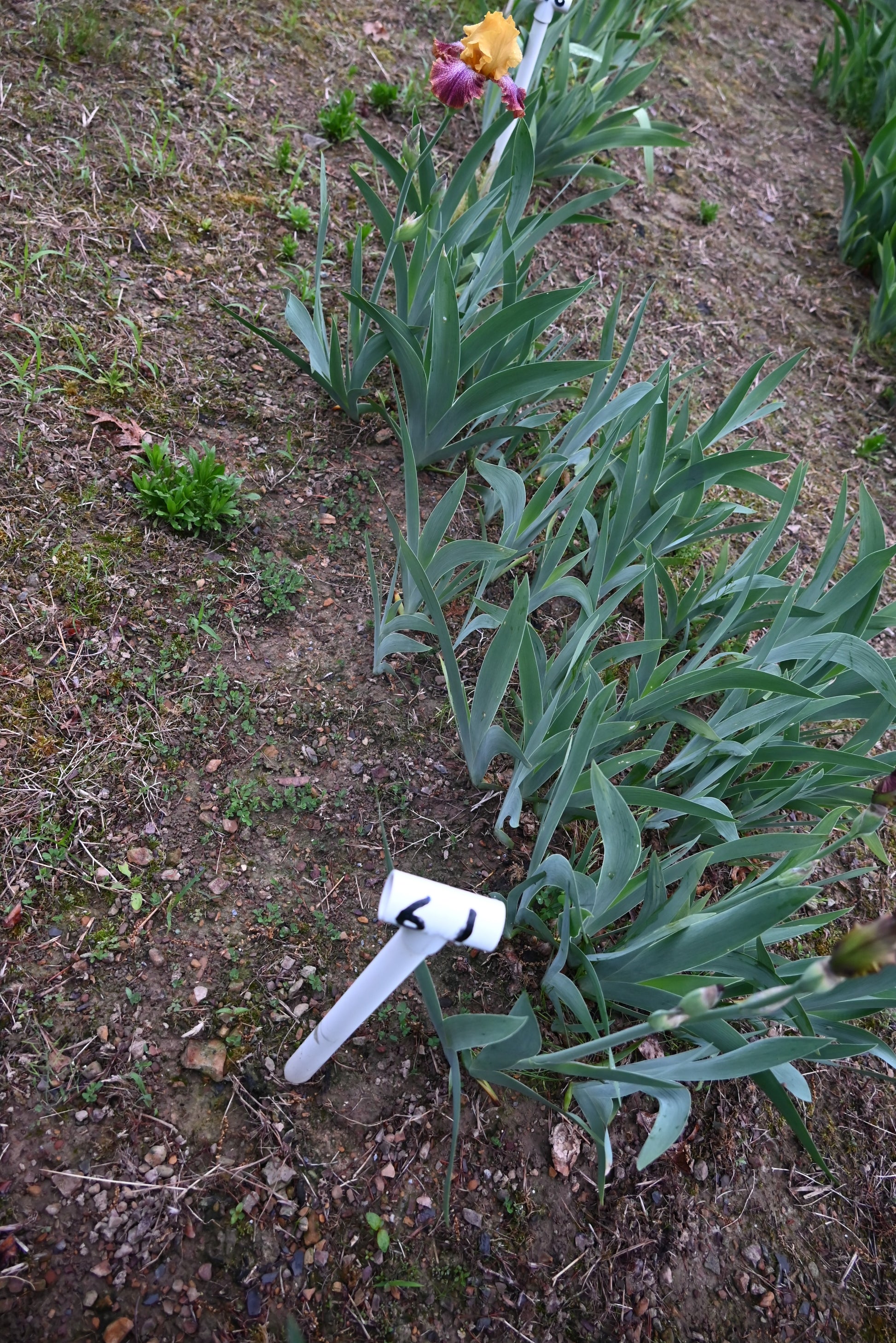 The flower Caramba - Tall Bearded Iris (TB)