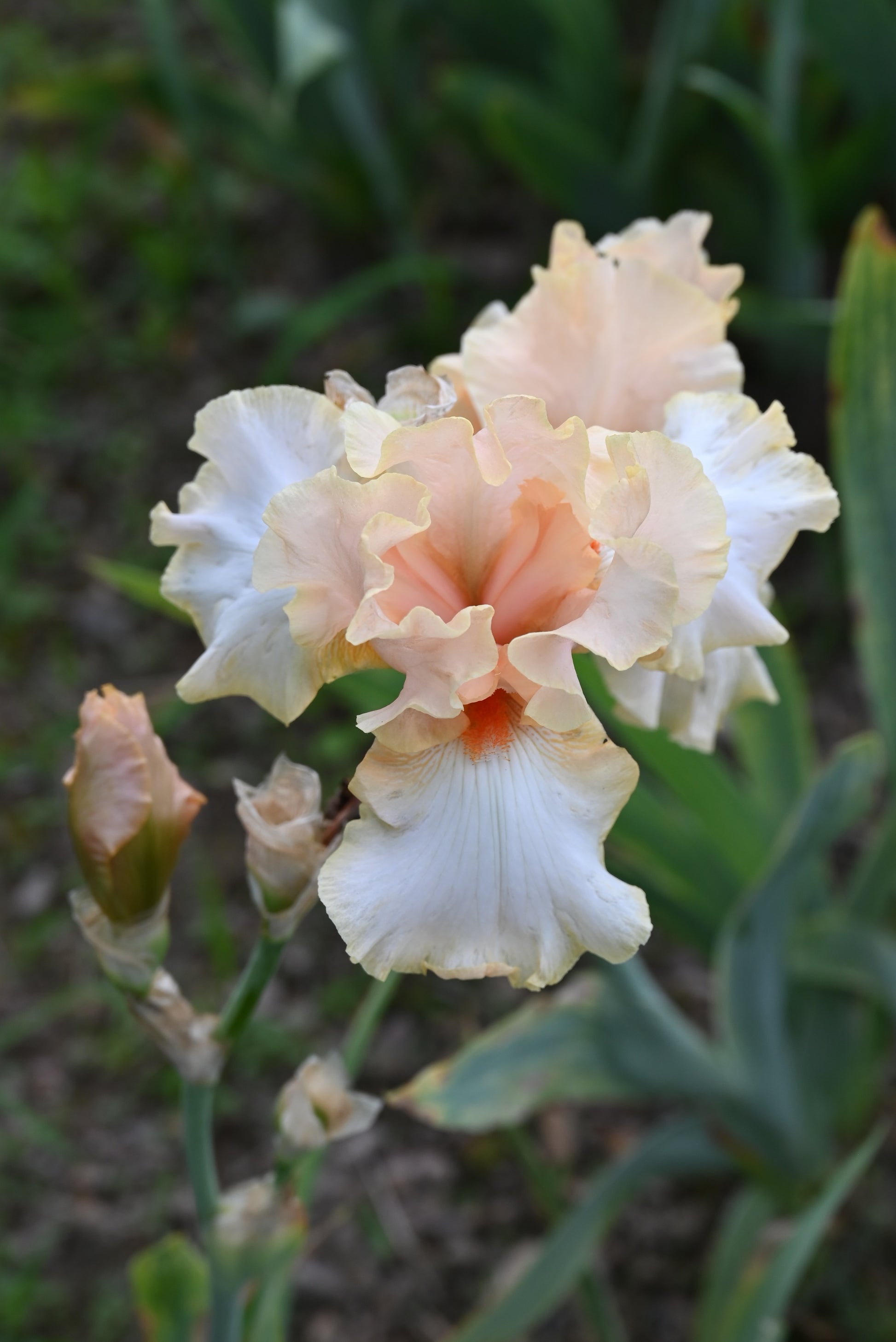 The flower Lucky Number - Tall Bearded Iris (TB)