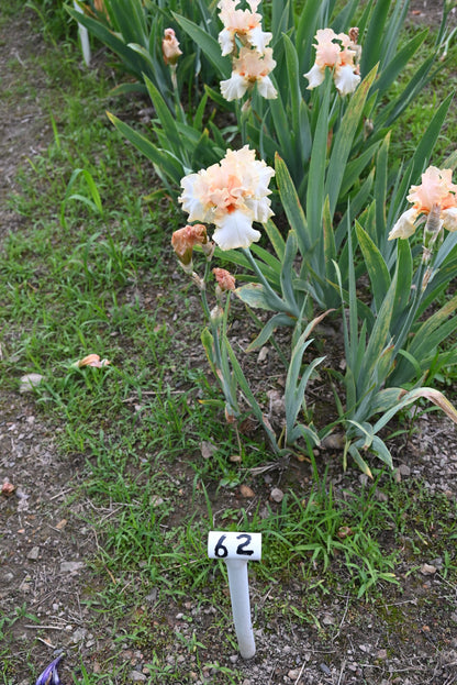 The flower Lucky Number - Tall Bearded Iris (TB)