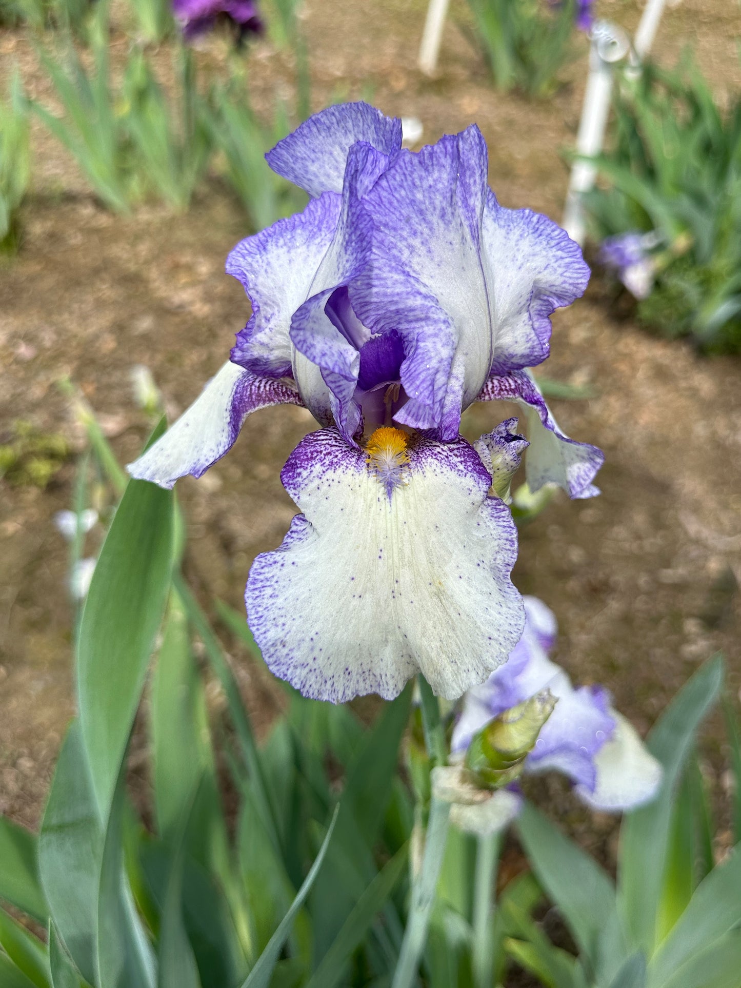 The flower Jakarta - Tall Bearded Iris (TB)