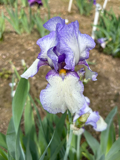 The flower Jakarta - Tall Bearded Iris (TB)