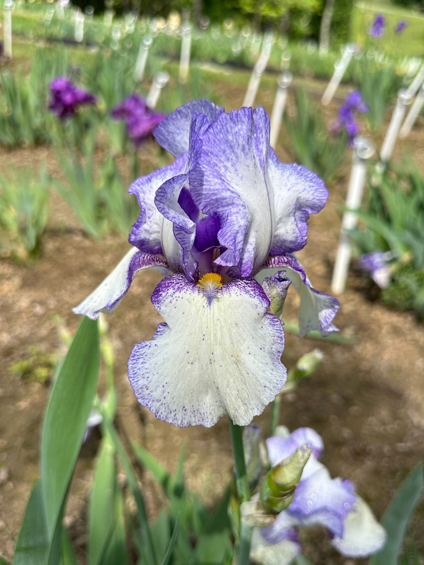 The flower Jakarta - Tall Bearded Iris (TB)