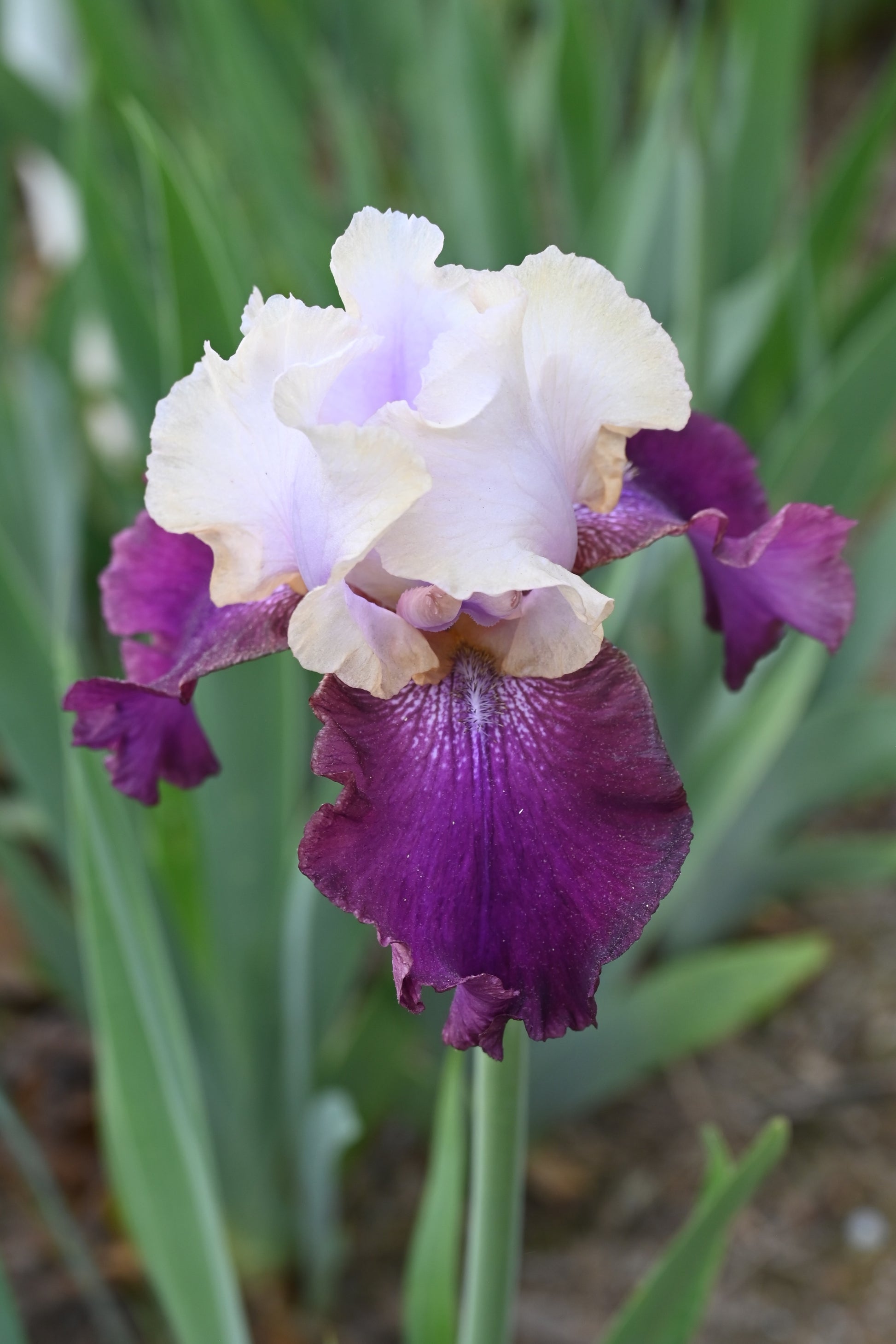 The flower Navajo Blanket - Tall Bearded Iris (TB)