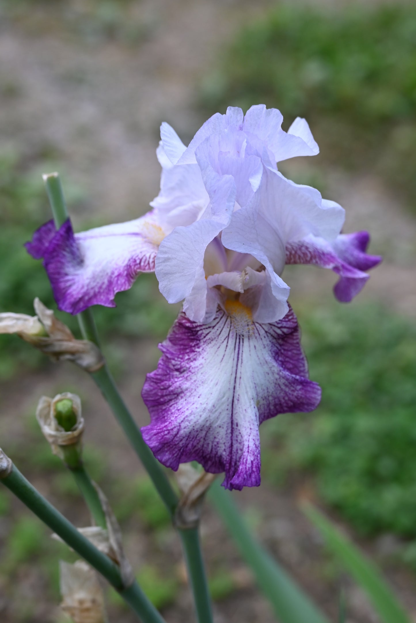 The flower Quiz Show - Tall Bearded Iris (TB)