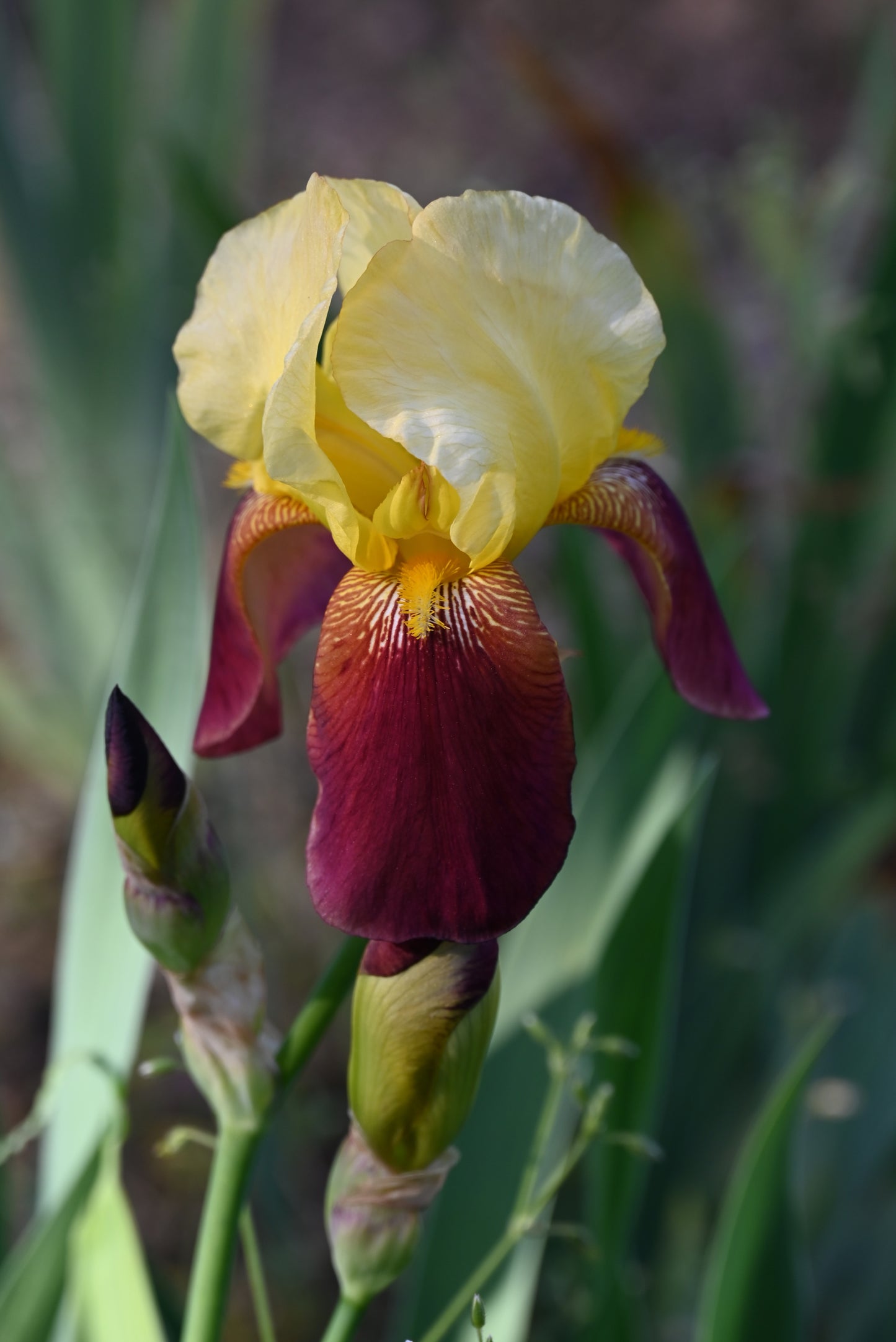 The flower Accent - Tall Bearded Iris (TB)