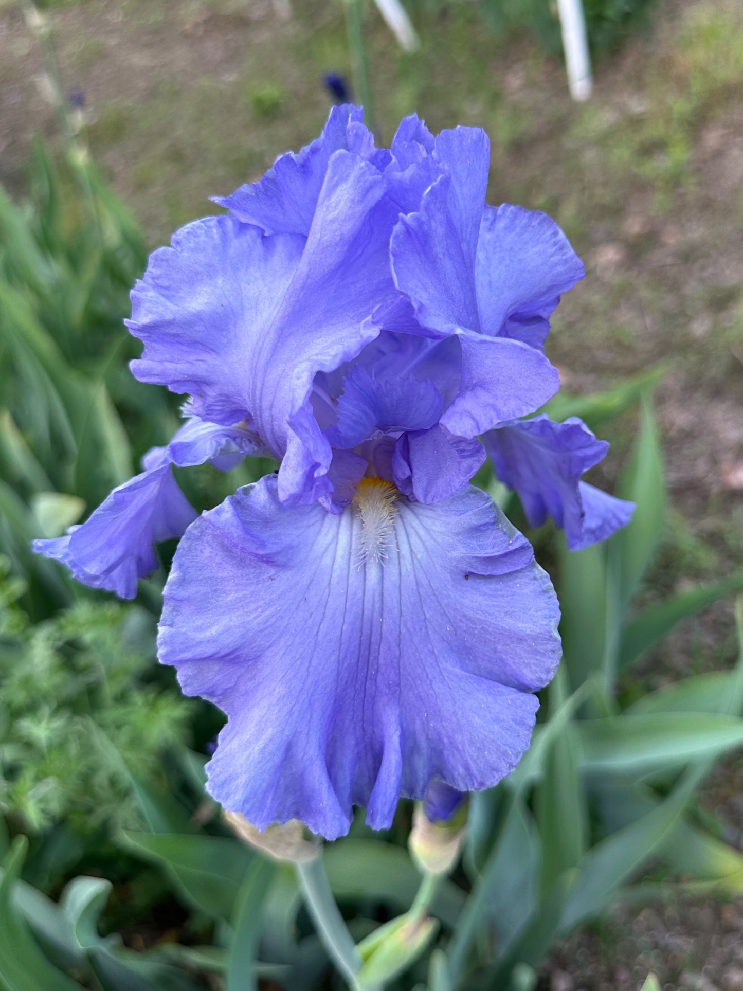 The flower Full Tide - Tall Bearded Iris (TB)