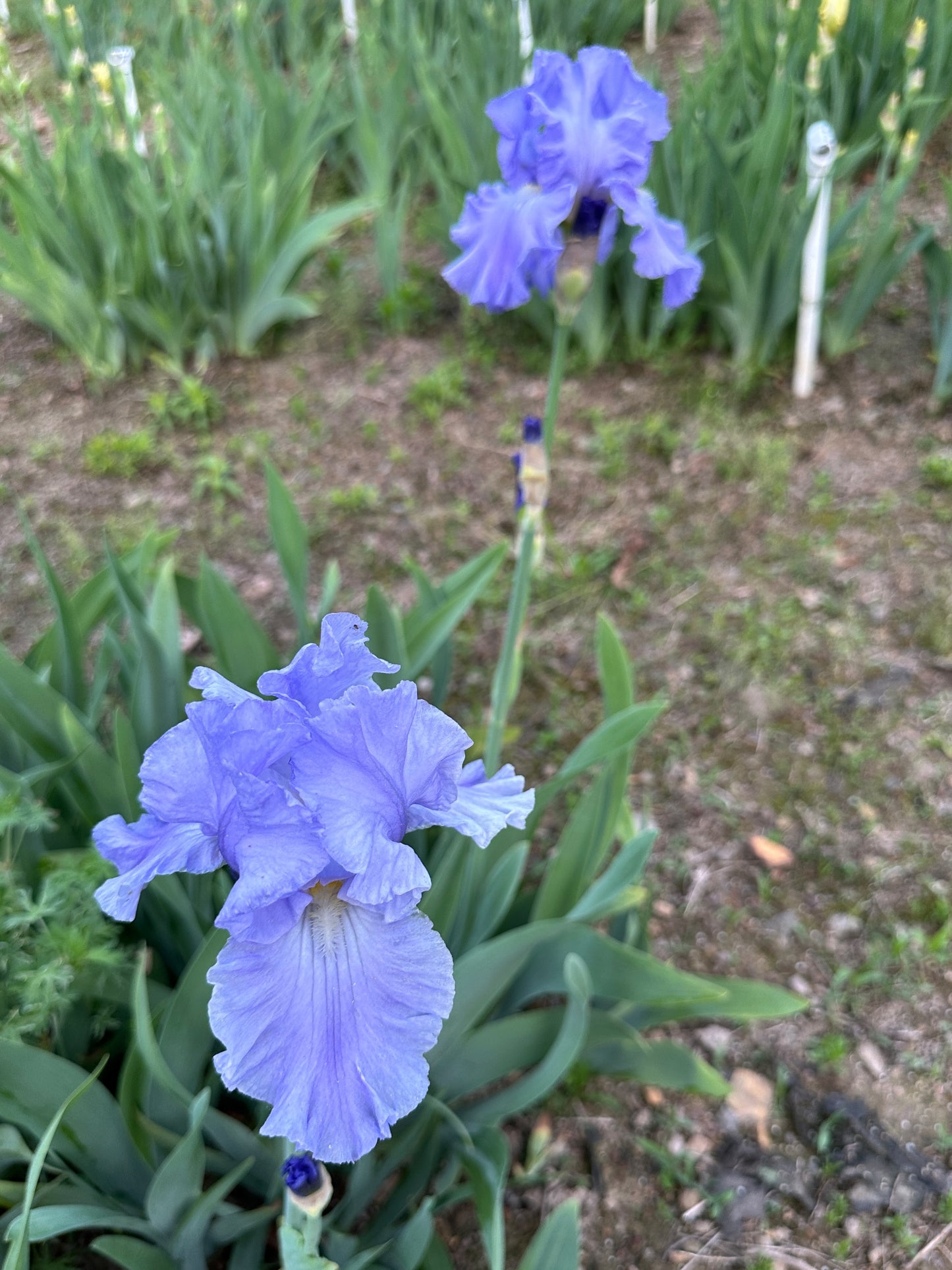 The flower Full Tide - Tall Bearded Iris (TB)