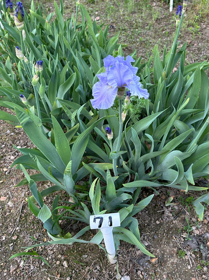 The flower Full Tide - Tall Bearded Iris (TB)