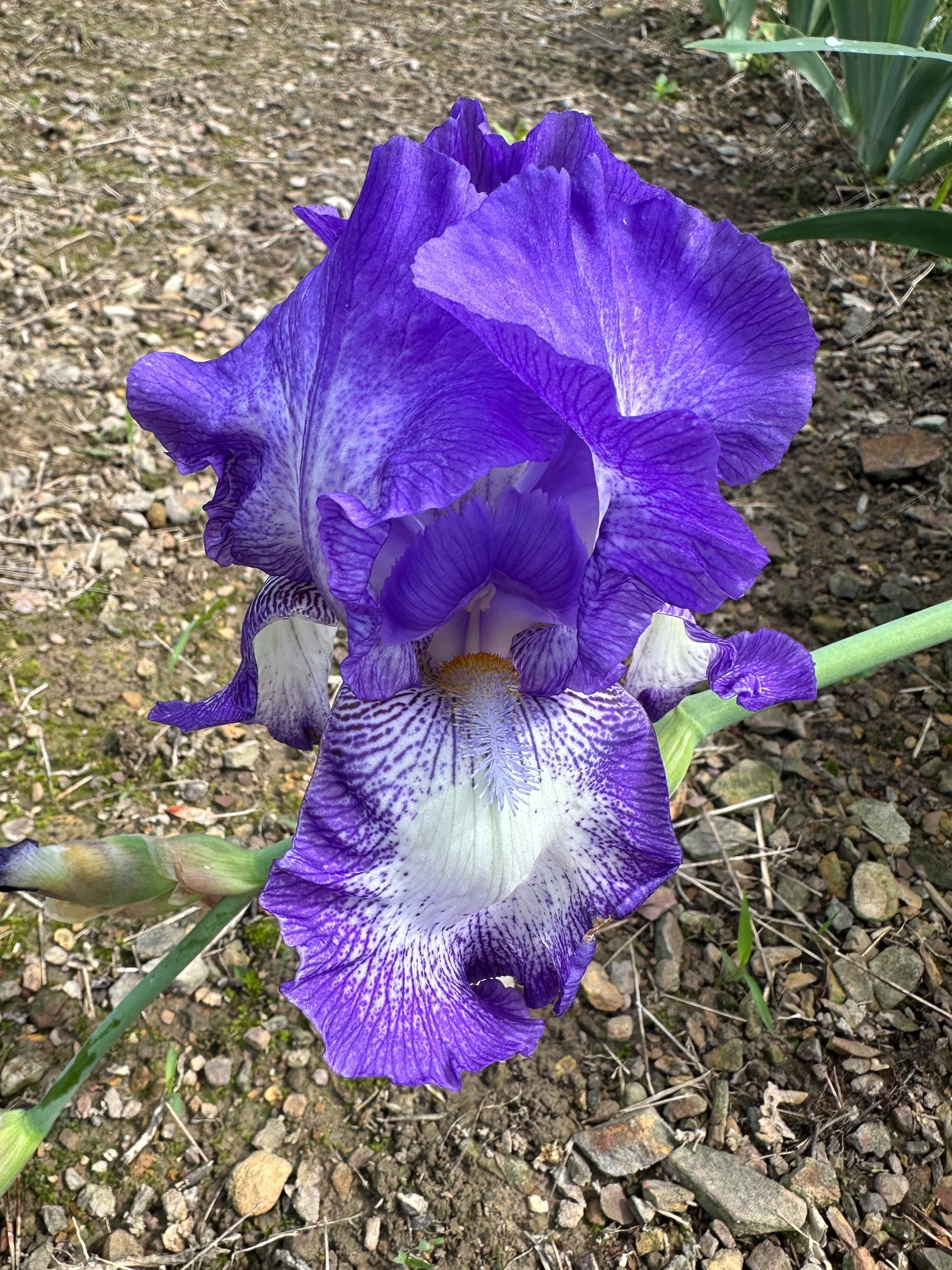 The flower Rococo - Tall Bearded Iris (TB)