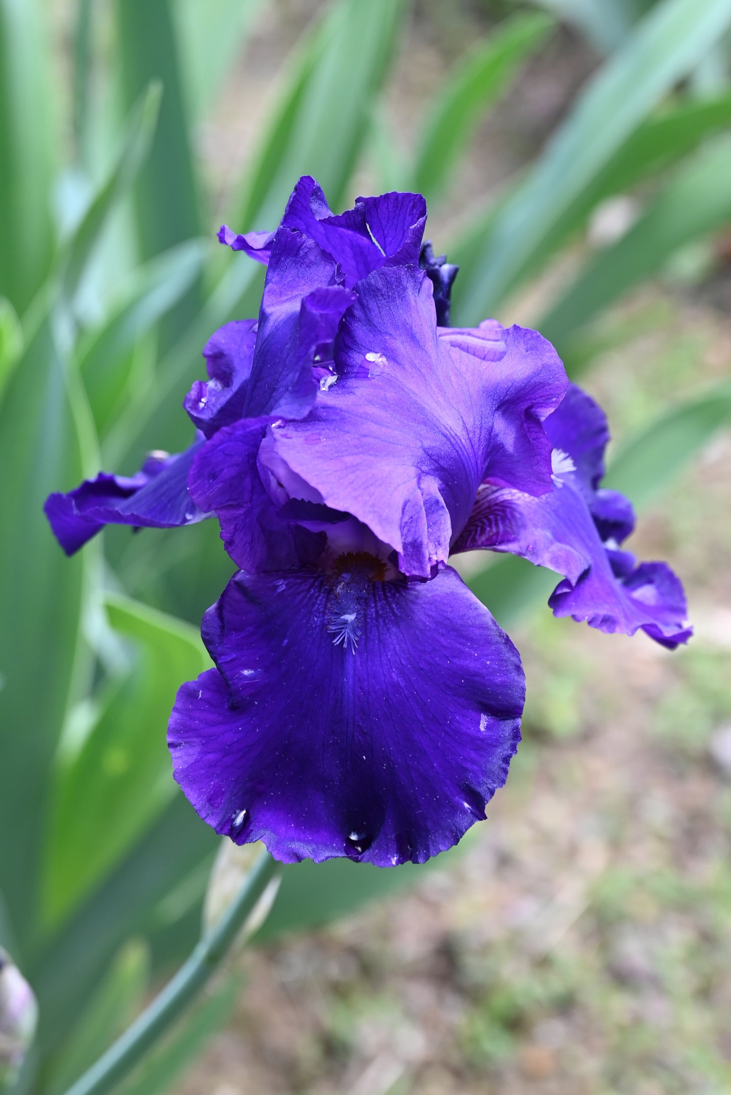 The flower Grand Alliance - Tall Bearded Iris (TB)