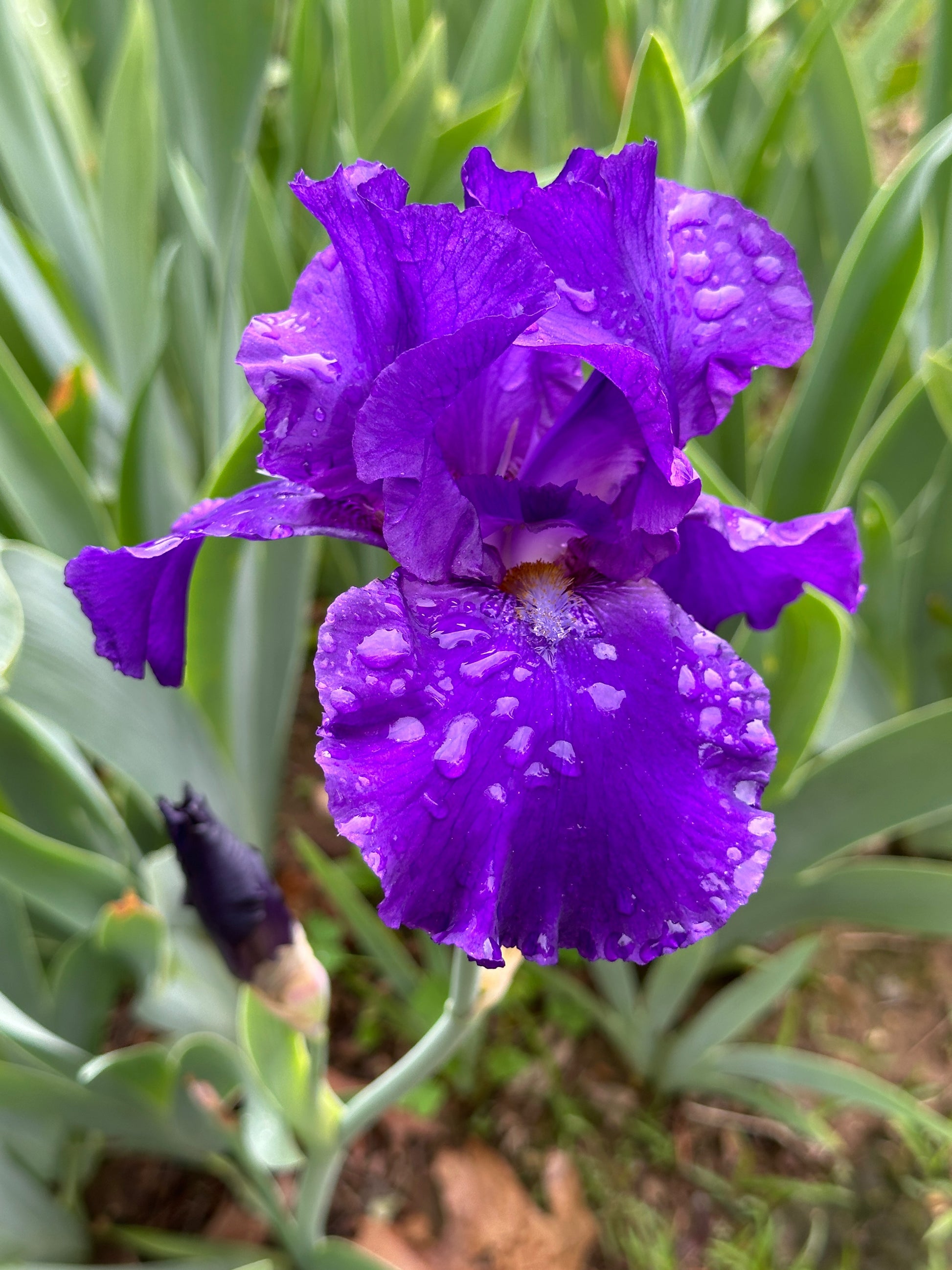 The flower Grand Alliance - Tall Bearded Iris (TB)