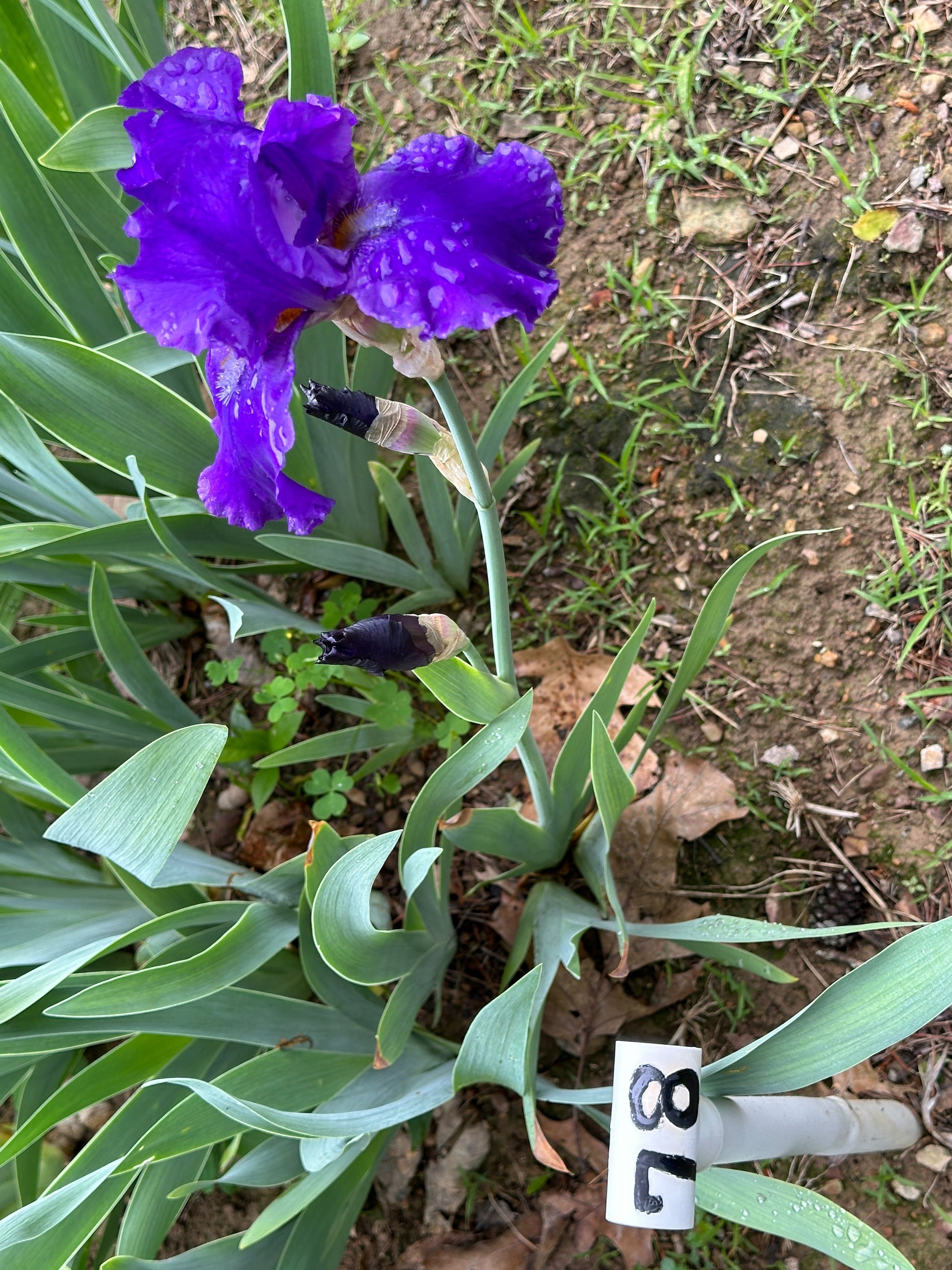 The flower Grand Alliance - Tall Bearded Iris (TB)