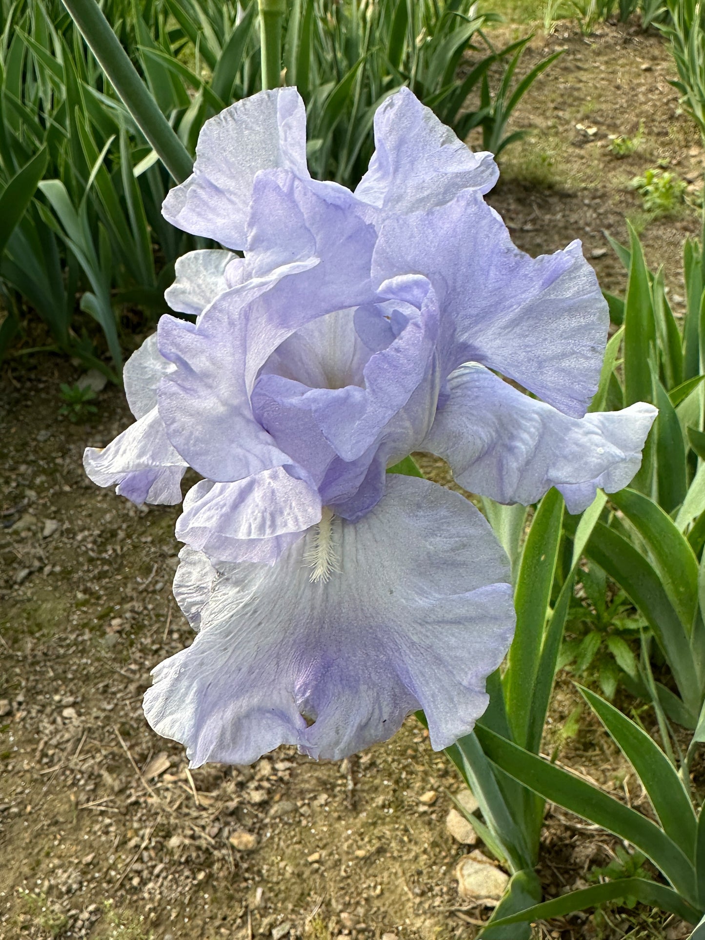 The flower Blue Kentucky Girl - Tall Bearded Iris (TB)