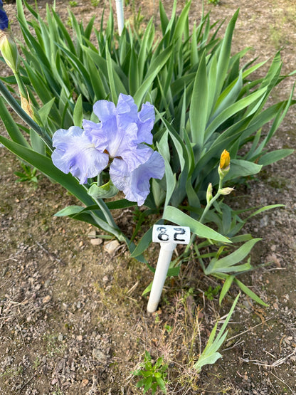 The flower Blue Kentucky Girl - Tall Bearded Iris (TB)