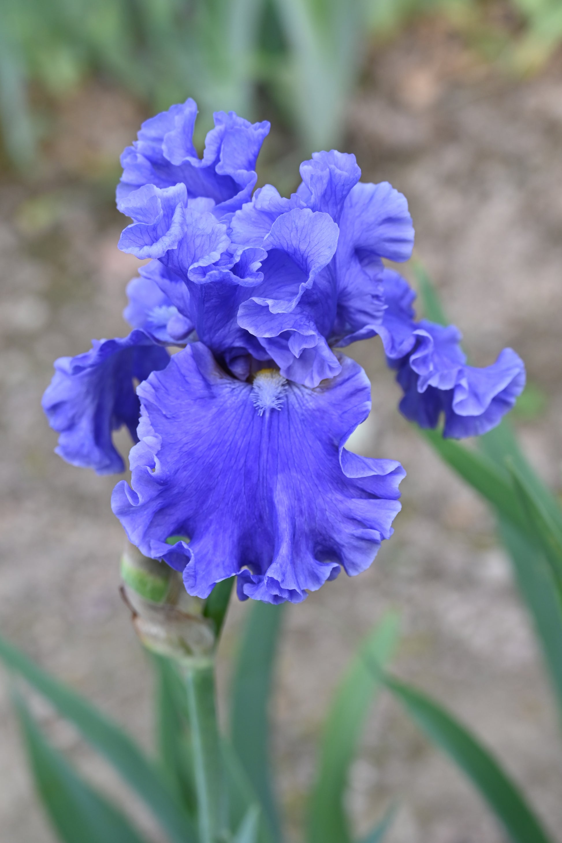 The flower Sea Power - Tall Bearded Iris (TB)