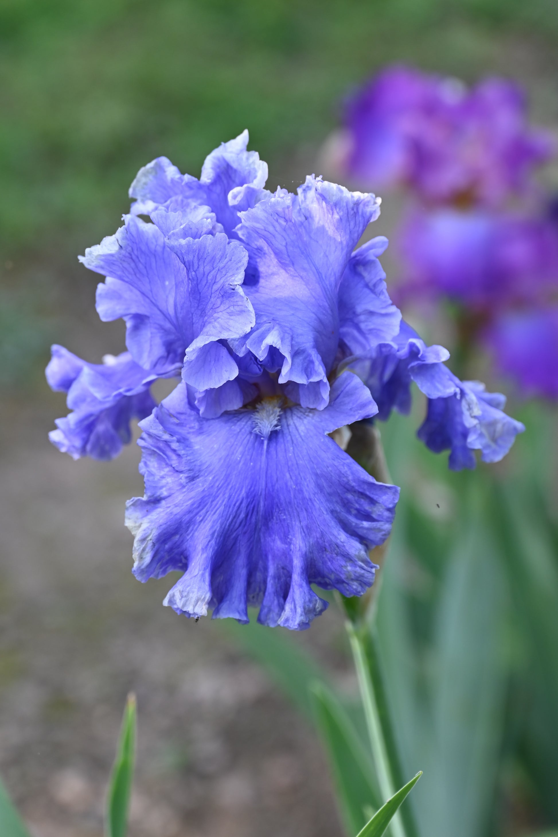 The flower Sea Power - Tall Bearded Iris (TB)