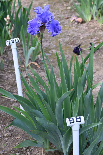 The flower Sea Power - Tall Bearded Iris (TB)