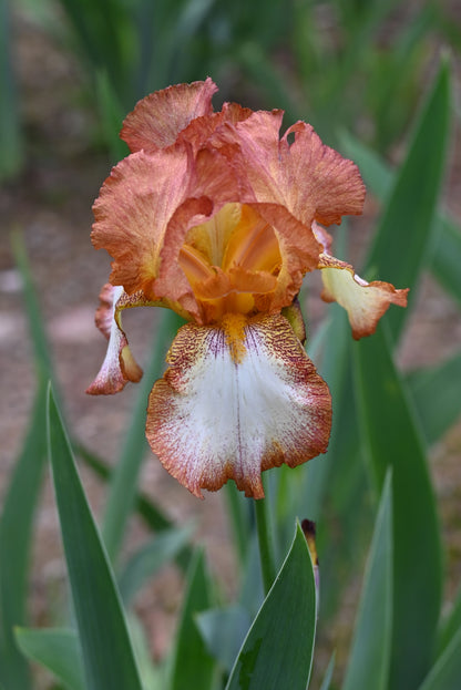 The flower Henna Stitches - Tall Bearded Iris (TB)