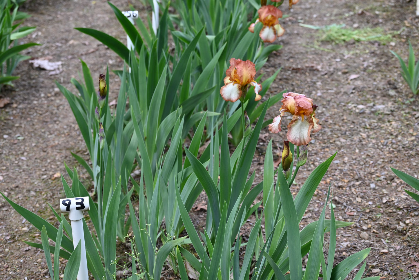 The flower Henna Stitches - Tall Bearded Iris (TB)