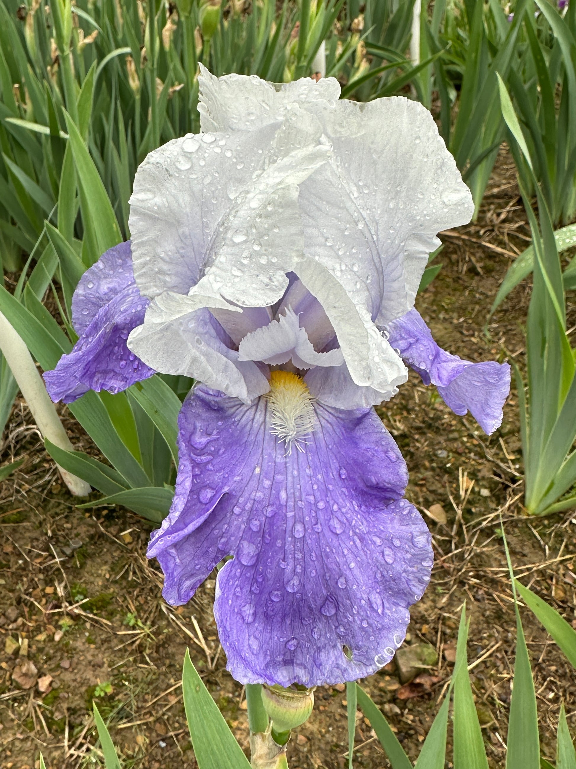 The flower Out Yonder - Tall Bearded Iris (TB)