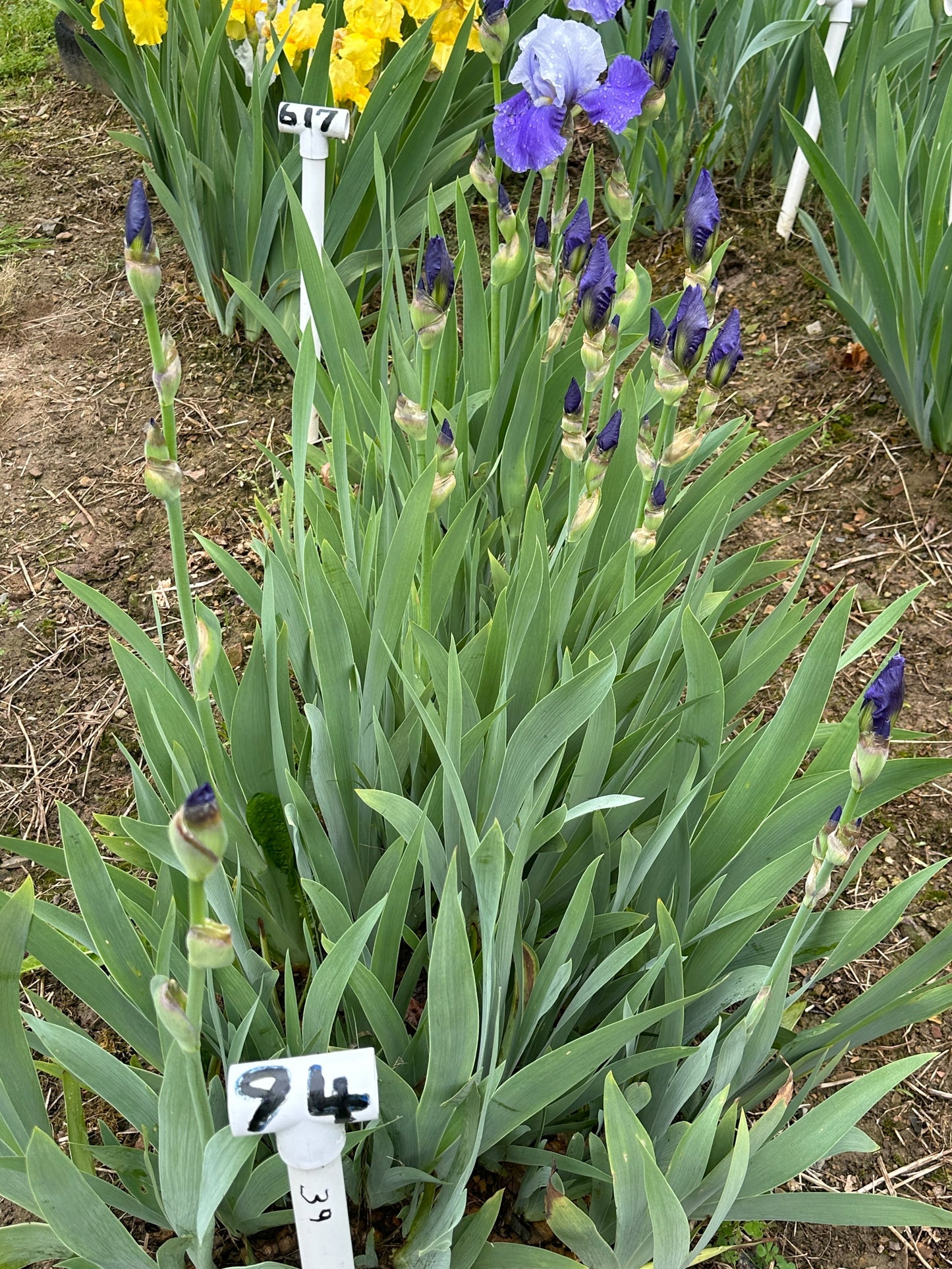 The flower Out Yonder - Tall Bearded Iris (TB)