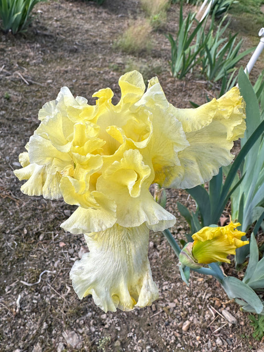 The flower Sun Shine In - Tall Bearded Iris (TB)