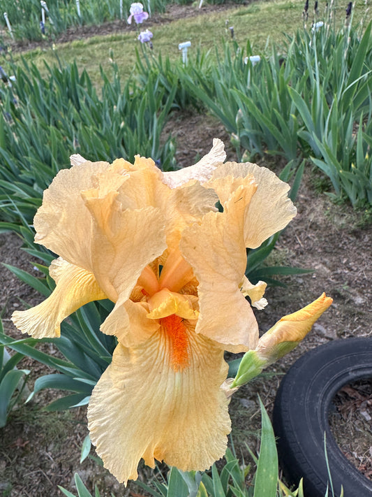 The flower Kimberlina - Tall Bearded Iris (TB)