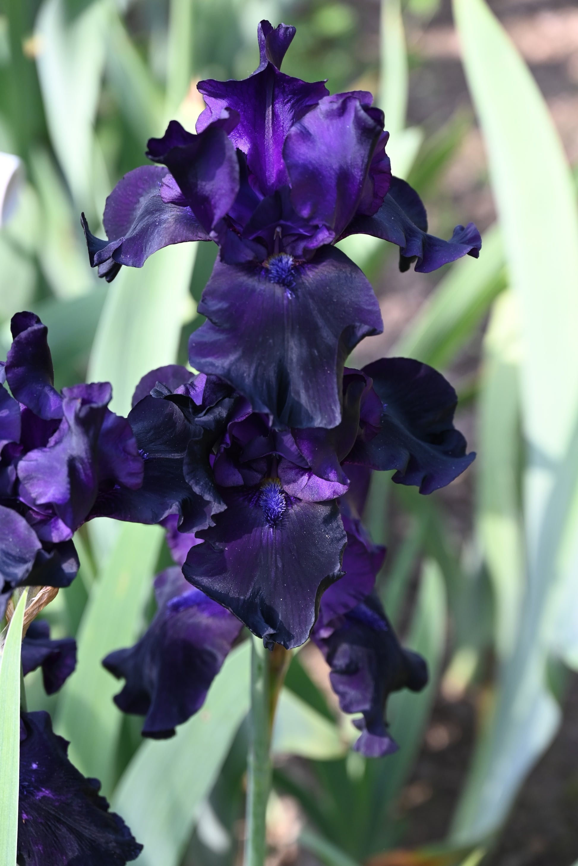 The flower Black Dragon - Tall Bearded Iris (TB)