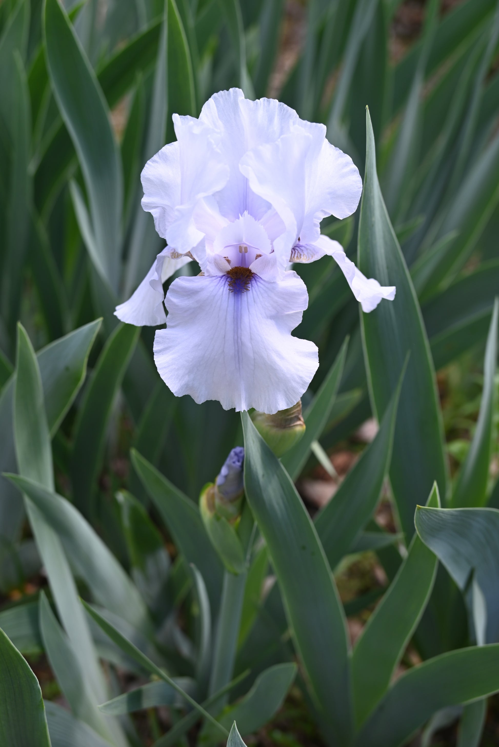 The flower Beau Zam - Tall Bearded Iris (TB)