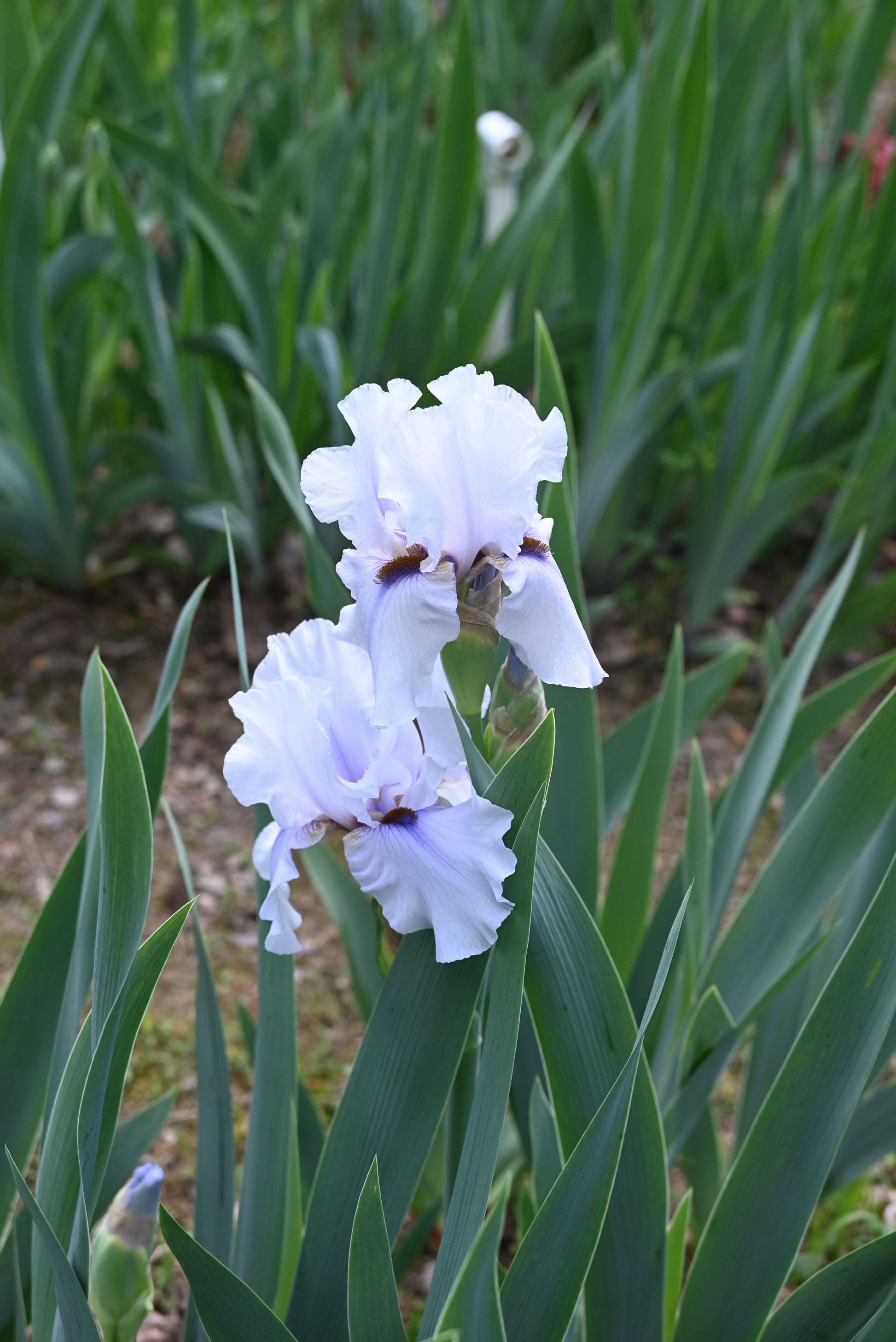 The flower Beau Zam - Tall Bearded Iris (TB)