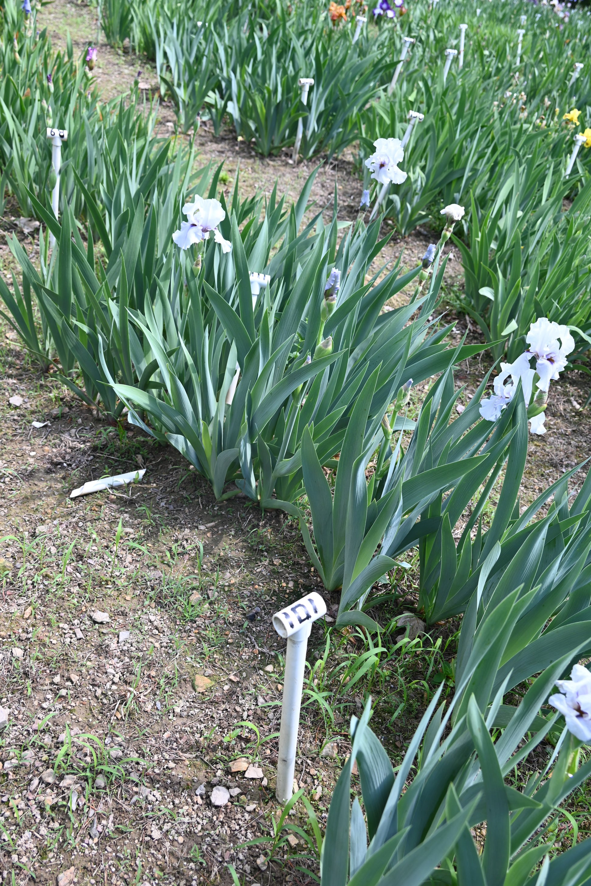 The flower Beau Zam - Tall Bearded Iris (TB)