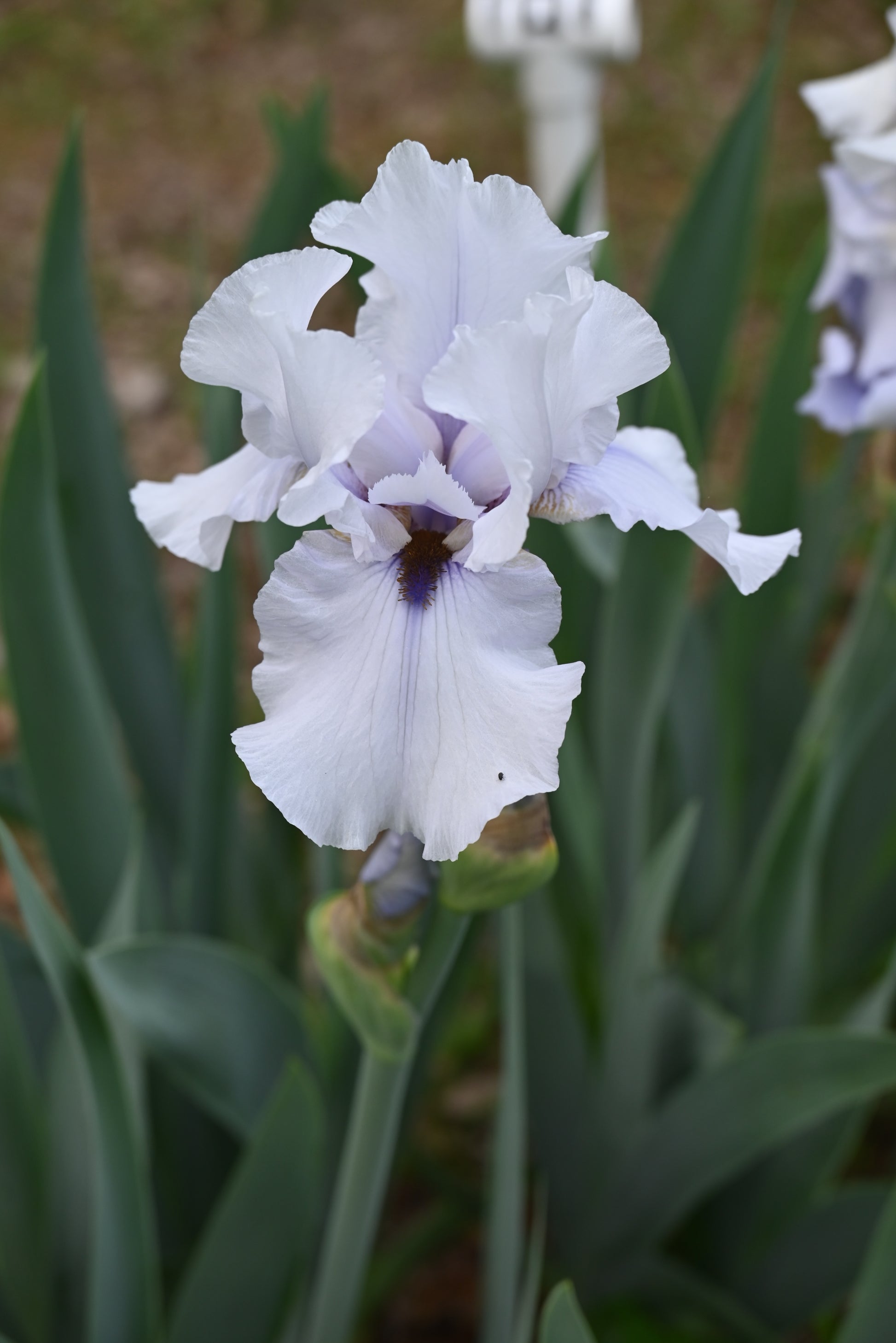 The flower Beau Zam - Tall Bearded Iris (TB)