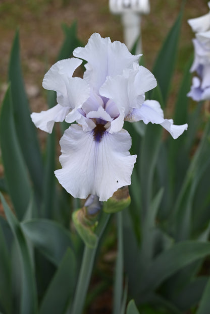 The flower Beau Zam - Tall Bearded Iris (TB)