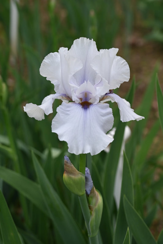 The flower Beau Zam - Tall Bearded Iris (TB)
