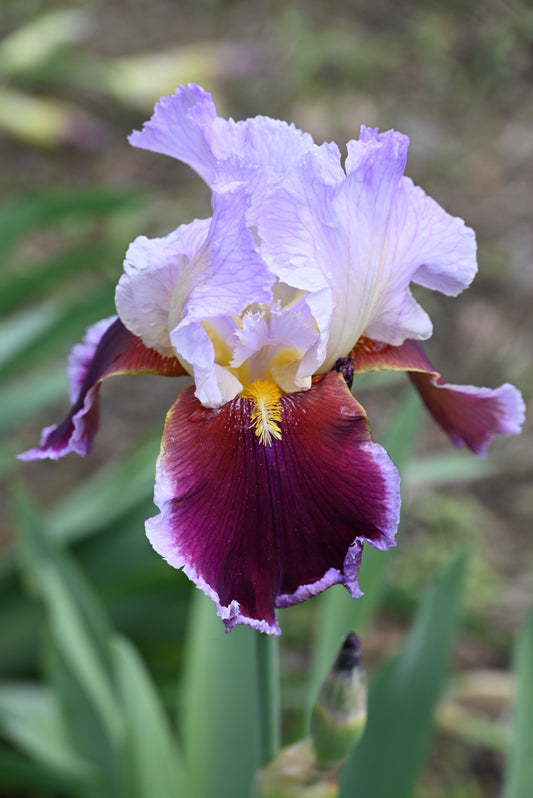 The flower Stunning - Tall Bearded Iris (TB)