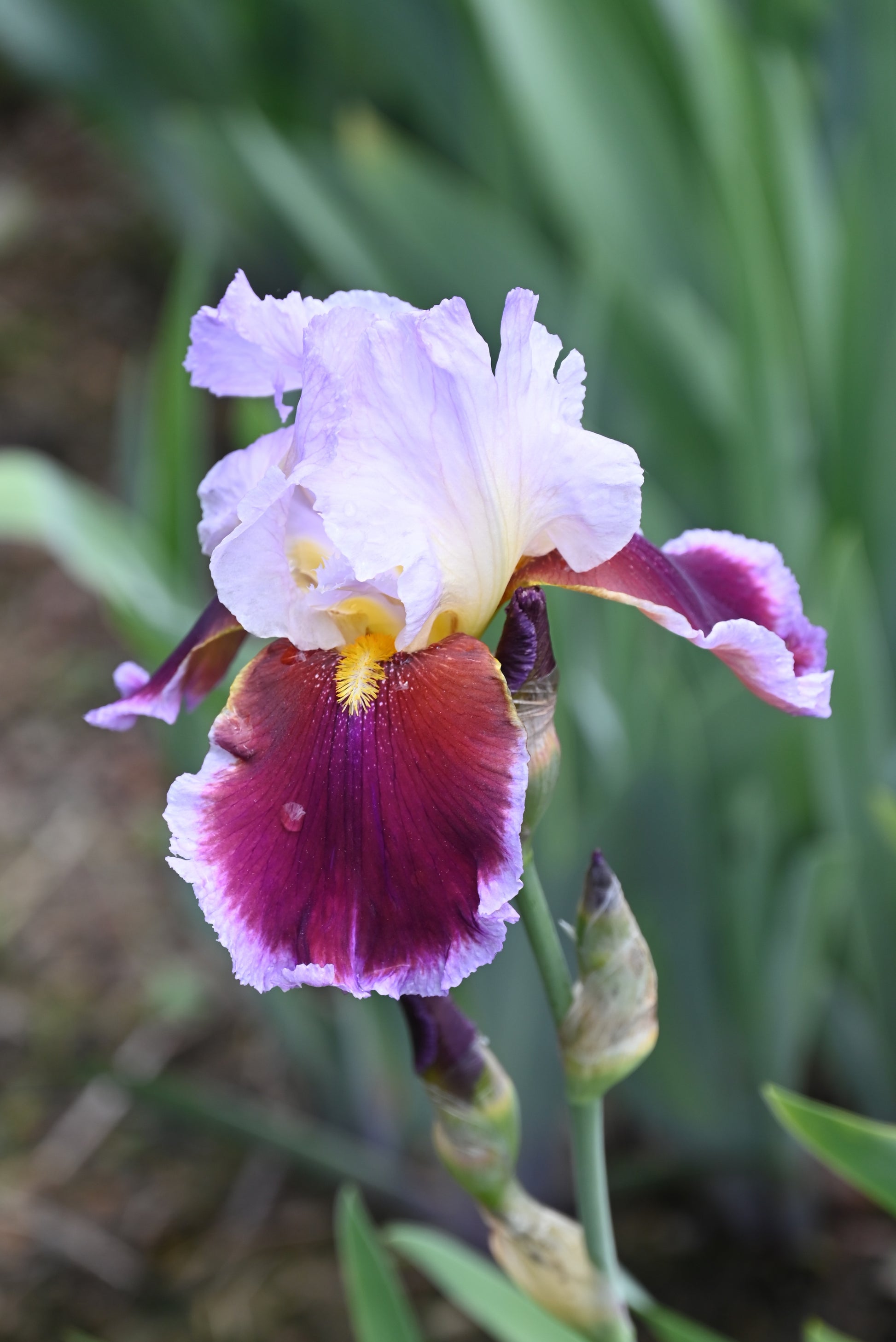 The flower Stunning - Tall Bearded Iris (TB)