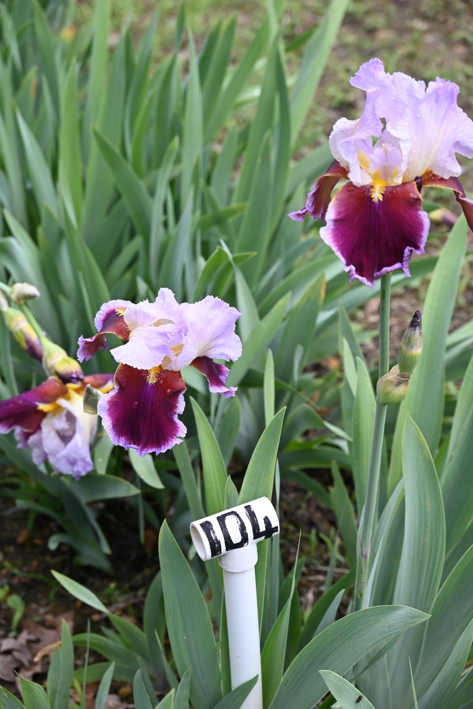 The flower Stunning - Tall Bearded Iris (TB)