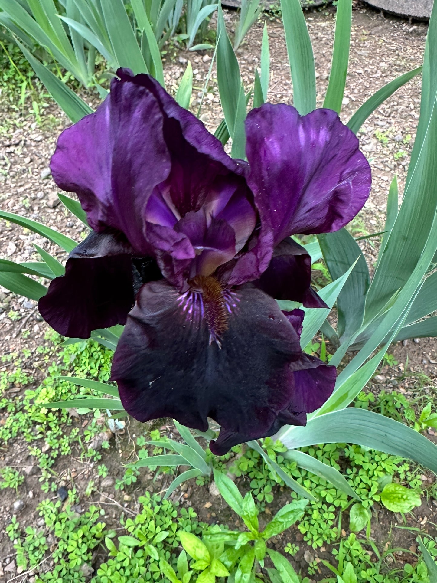 The flower Sable Night - Tall Bearded Iris (TB)