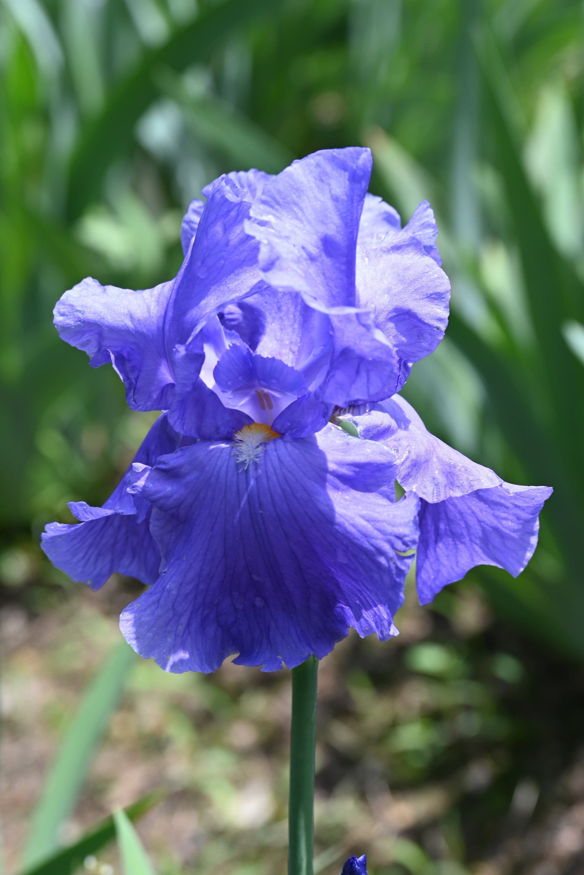 The flower Shipshape - Tall Bearded Iris (TB)